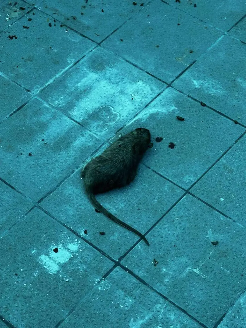  A-LECO MANAGEMENT Kft.