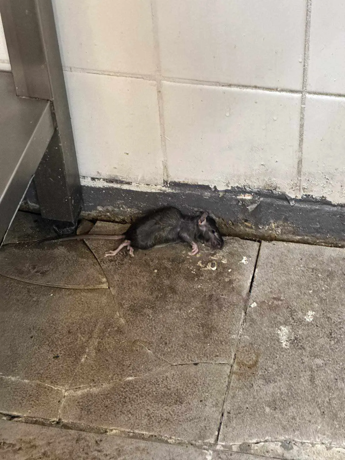  A-LECO MANAGEMENT Kft.